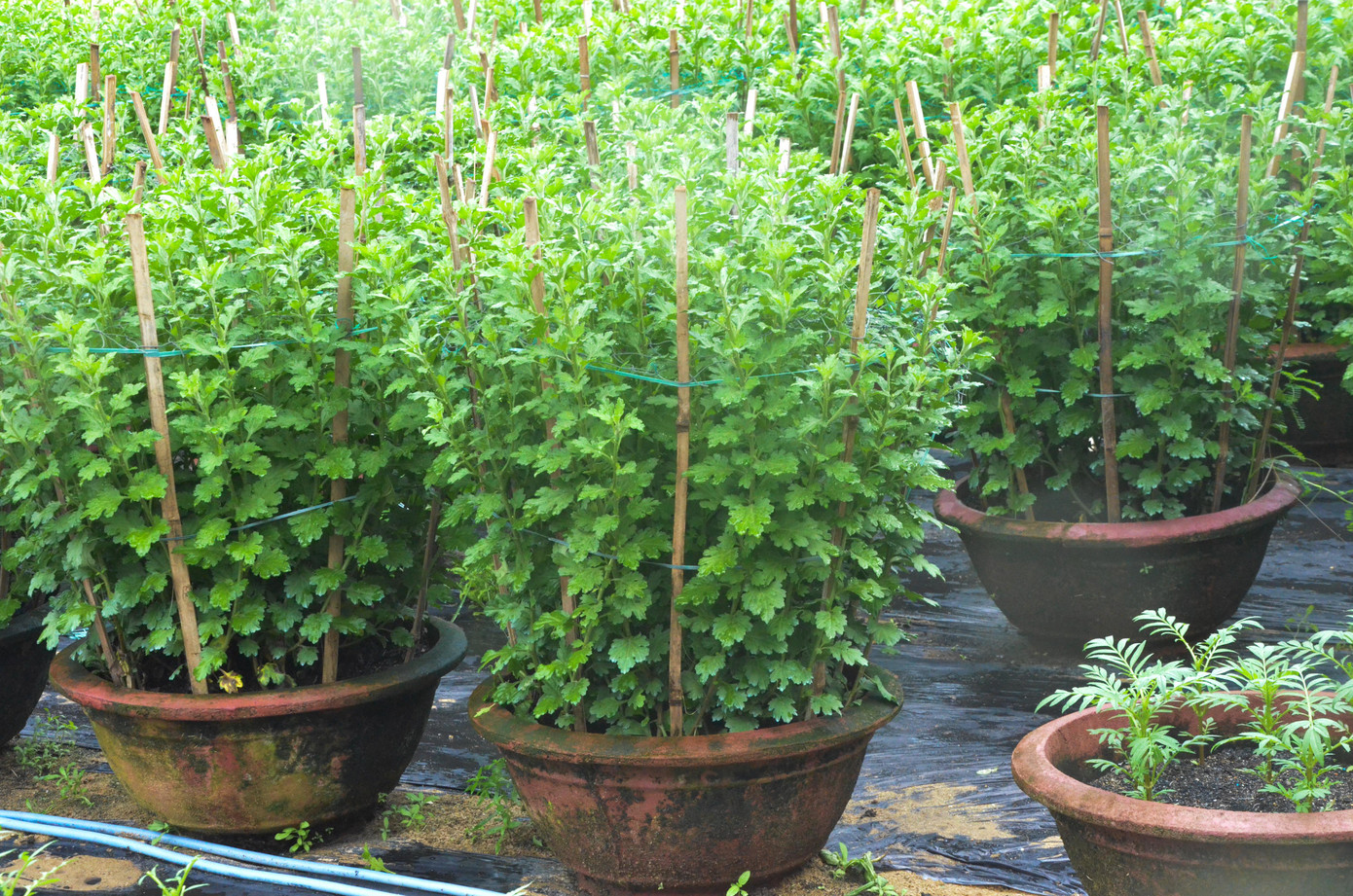 Hiện, nhiều chủ hộ ở Đà Nẵng đang rất mong trời ngớt mưa, thời tiết ấm lên để hoa phát triển, kịp bán vào dịp Tết Nguyên đán. Đồng thời, nhiều làng hoa đồng loạt tắt điện để cúc ra búp sớm. Hiện, nhiều chủ hộ ở Đà Nẵng đang rất mong trời ngớt mưa, thời tiết ấm lên để hoa phát triển, kịp bán vào dịp Tết Nguyên đán. Đồng thời, nhiều làng hoa đồng loạt tắt điện để cúc ra búp sớm.