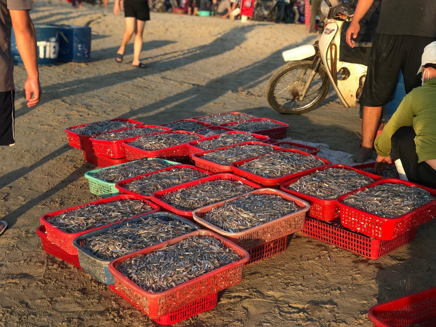 Những ngày này, chợ sáng trên bãi biển Mân Thái luôn tấp nập tàu thuyền cập bờ vào bán cá cơm. Cá cơm mùa này đi từng đàn cách bờ hơn 10 cây số Những ngày này, chợ sáng trên bãi biển Mân Thái luôn tấp nập tàu thuyền cập bờ vào bán cá cơm. Cá cơm mùa này đi từng đàn cách bờ hơn 10 cây số