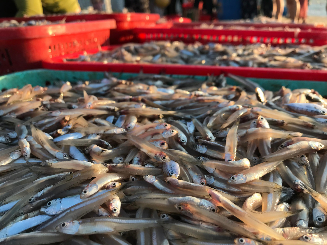 Cá cơm được rửa sạch, cho vào khay chứa trước khi chuyển lên xe. Cá cơm được rửa sạch, cho vào khay chứa trước khi chuyển lên xe.