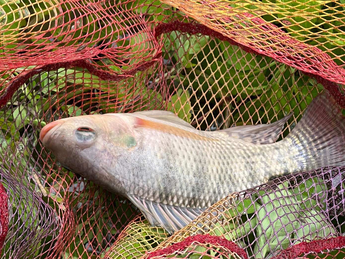 Số cá bắt được, người dân chủ yếu để ăn chứ không buôn bán.