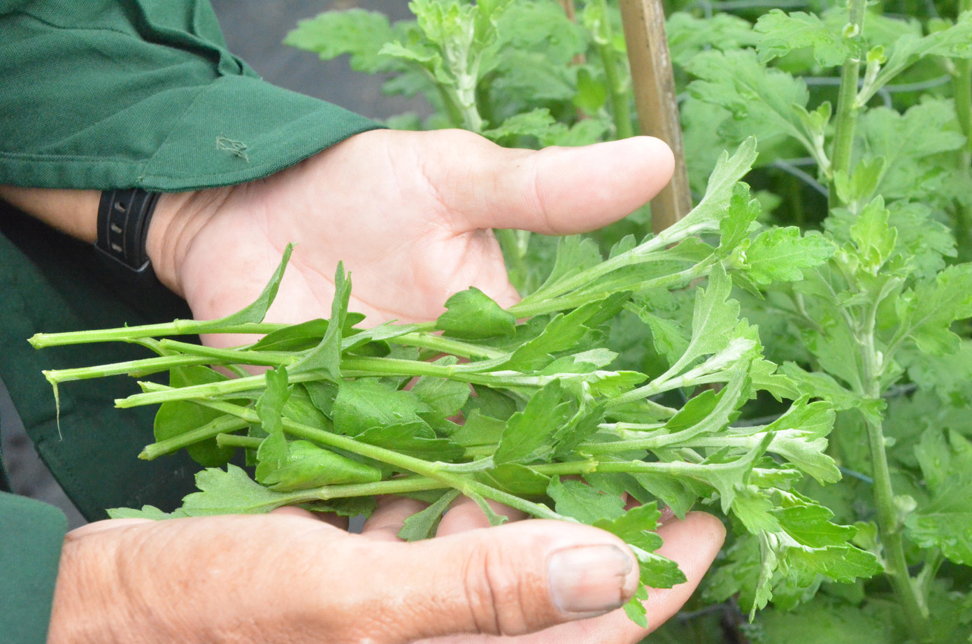 Mưa lớn kéo dài đã ảnh hưởng không nhỏ tới sự sinh trưởng phát triển của cây hoa cúc nên nhiều chủ vườn phải tỉa bớt nhành, cho cây phát tập trung dinh dưỡng phát triển chiều cao.