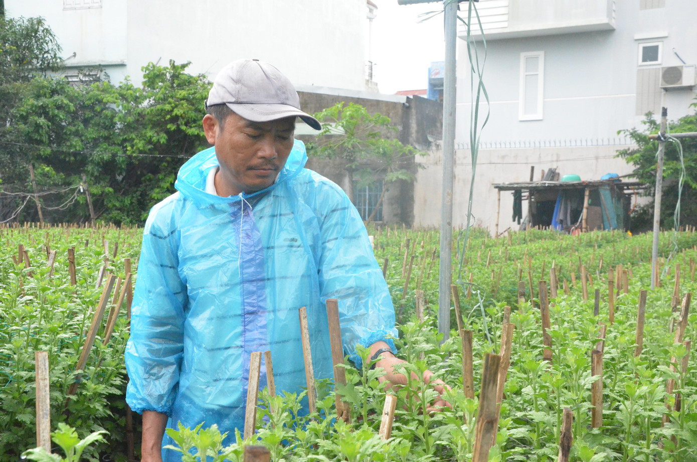 Theo anh Nguyễn Quang Sơn (trú phường Hòa Cường Bắc, quận Hải Châu), thời tiết bất thường khiến hàng loạt chậu cúc vườn nhà anh chậm ra nụ, bị mất chiều cao đến 15cm. "Nếu trời lạnh kéo dài, phải nửa tháng hoa cúc mới ra nụ. Mong cho trời nắng ấm, không mưa để khoảng 10 ngày hoa cúc sẽ có nụ, như vậy mới đúng tiến độ cho dịp Tết Nguyên đán", anh Sơn nói.
