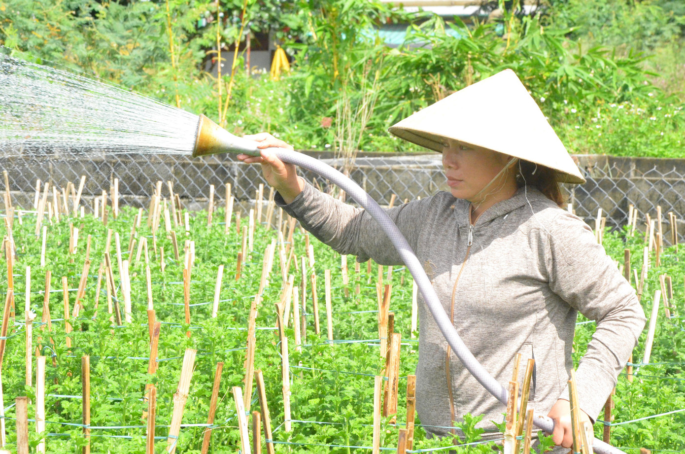 Cuối tháng 7 âm lịch, chị Lương Thị Hà xuống giống trồng hàng ngàn chậu hoa ly, hàng chục ngàn chậu hoa cúc bán tết. Khi mua vật tư, chị Hà mới tá hỏa tất cả mọi thứ đều đã tăng gấp đôi, gấp ba lần. "“Phân DAP tăng từ 900 ngàn đồng/bao lên 2 triệu đồng/bao, phân sinh học tăng từ 120 ngàn lên 180 ngàn đồng/bao", chị Hà nói.