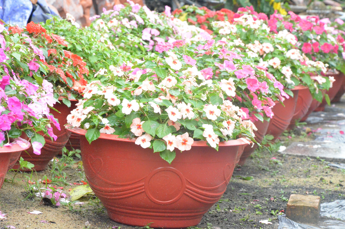 Nông dân Đà Nẵng tất bật vụ hoa Tết ảnh 9