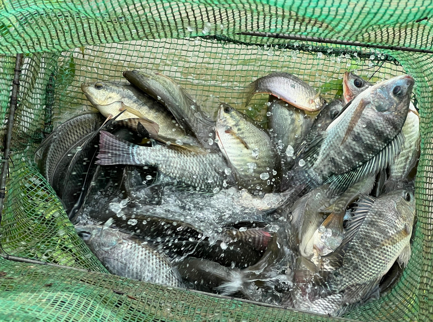 Chỉ nửa ngày, lồng cá đã nặng trĩu. Cá bắt được là cá nước ngọt như rô phi, các trê, hay cá diếc.