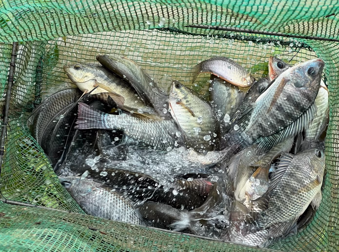 Chỉ nửa ngày, lồng cá đã nặng trĩu. Cá bắt được là cá nước ngọt như rô phi, các trê, hay cá diếc.
