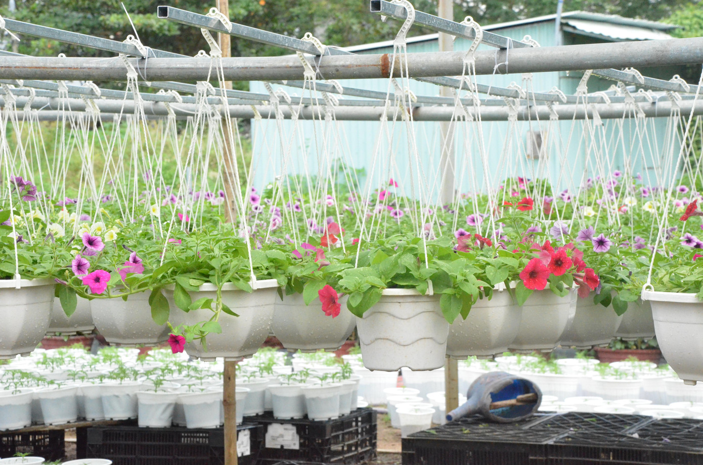 Nông dân Đà Nẵng tất bật vụ hoa Tết ảnh 10