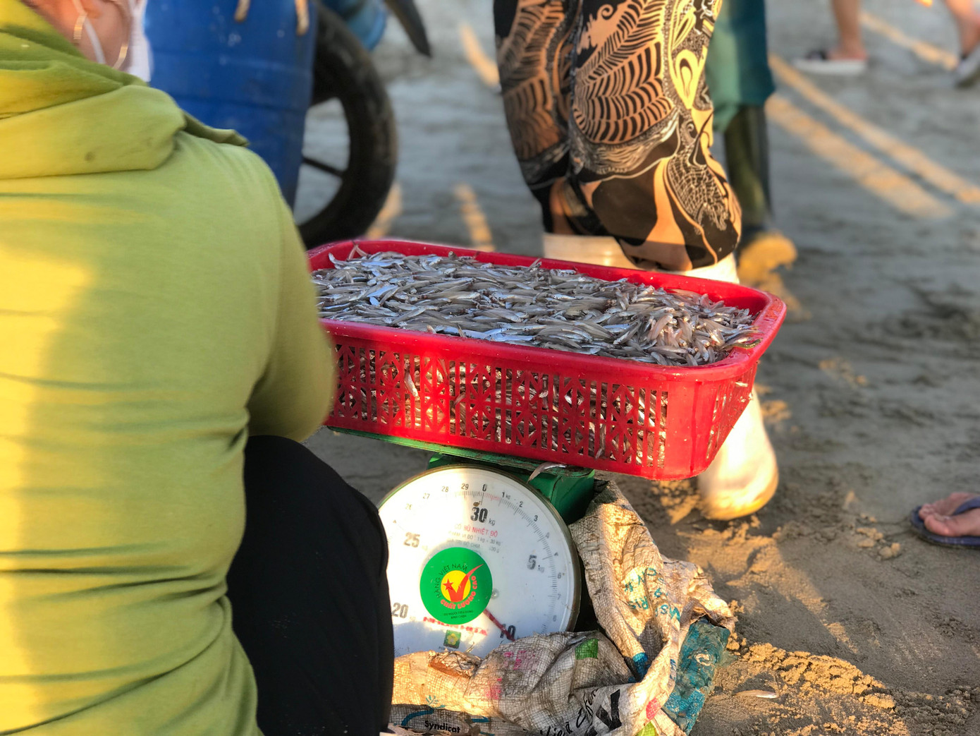 Khoảng 10kg cá cơm mỗi khay nhựa thế này tiện lợi cho thương lái xếp lên xe máy đưa về các chợ trong thành phố. Khoảng 10kg cá cơm mỗi khay nhựa thế này tiện lợi cho thương lái xếp lên xe máy đưa về các chợ trong thành phố.