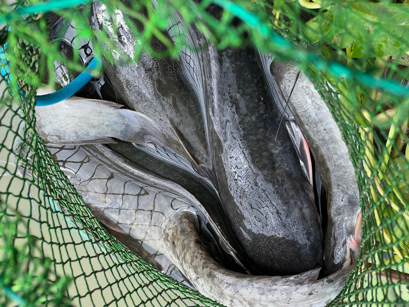 Do bờ kênh gần ao, hồ nuôi cá trê nên thành quả của một người dân là nhiều cá trê.