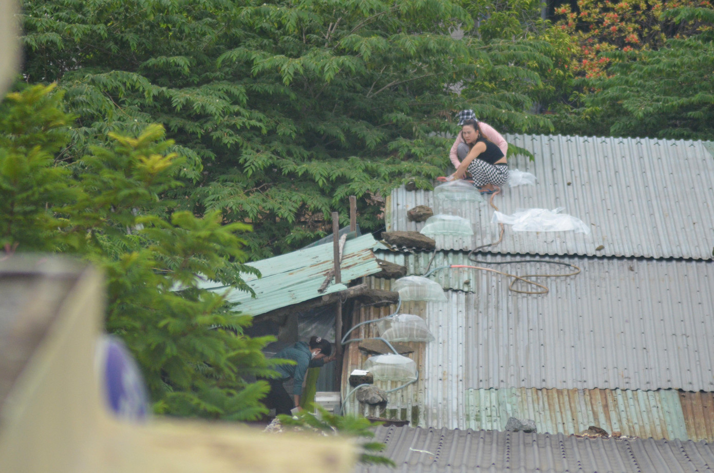 Một hộ gia đình ở địa bàn quận Sơn Trà vì không có đàn ông trong nhà nên ba người phụ nữ thay nhau vận chuyển vật liệu, leo lên gia cố mái nhà.