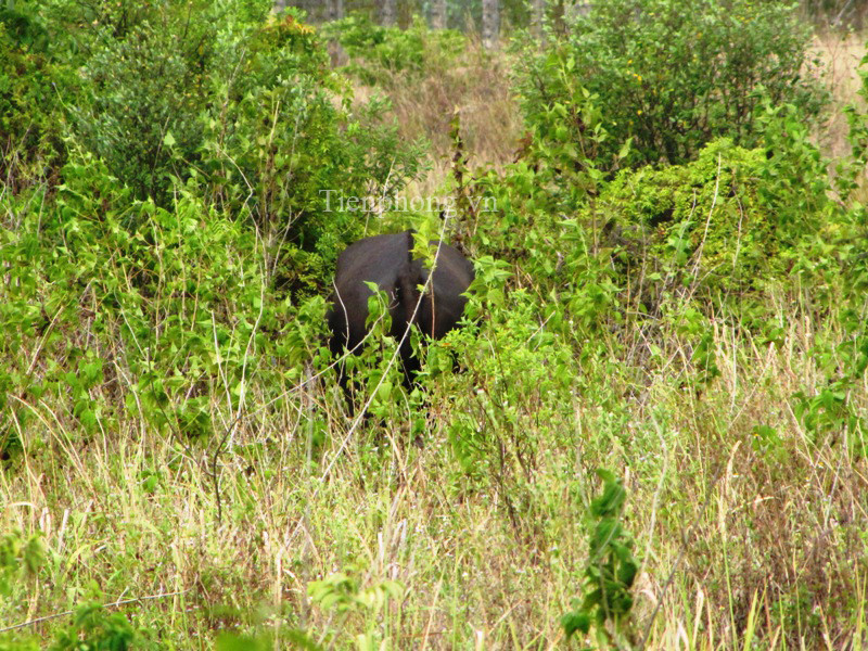 Con vật sau một hồi bị khống chế bỗng đứng dậy đi lững thững vào bãi đất hoang 