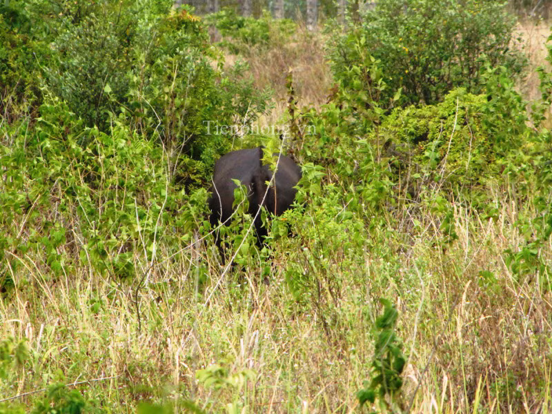 Con vật sau một hồi bị khống chế bỗng đứng dậy đi lững thững vào bãi đất hoang 