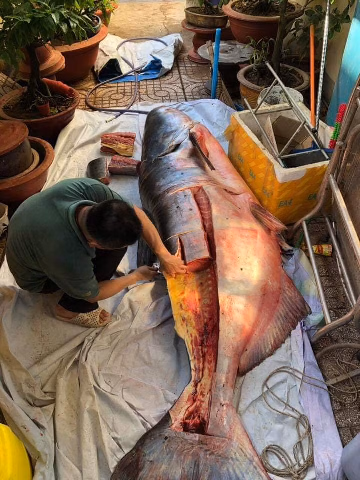 Những 'thủy quái khổng lồ' từng bị bắt ở sông Mê Kông đưa về Việt Nam ảnh 3