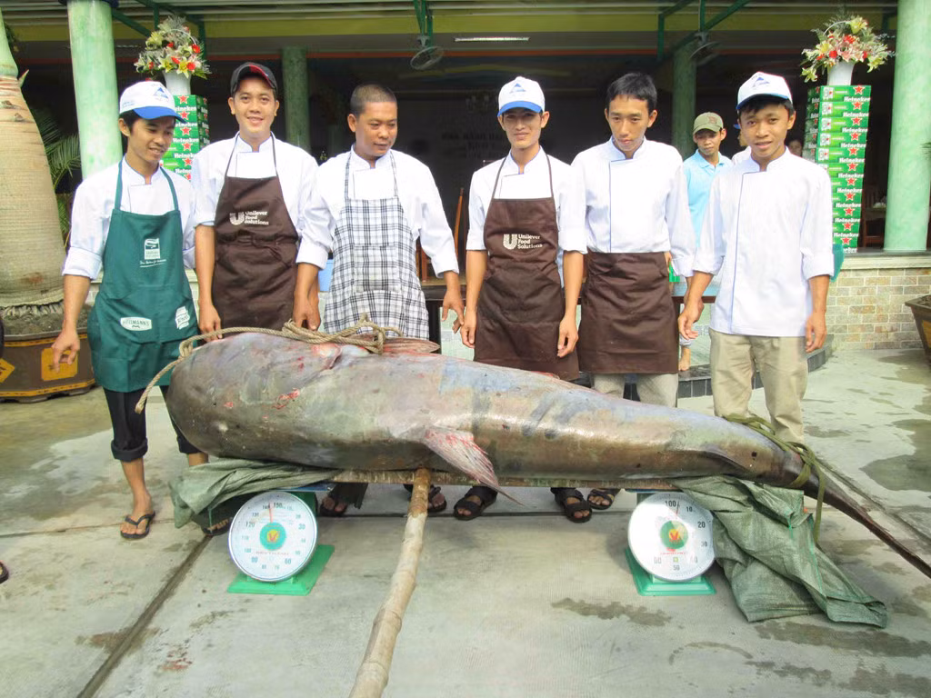 Những 'thủy quái khổng lồ' từng bị bắt ở sông Mê Kông đưa về Việt Nam ảnh 5