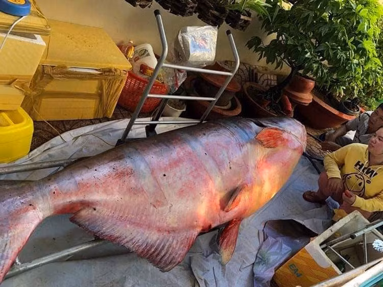 Những 'thủy quái khổng lồ' từng bị bắt ở sông Mê Kông đưa về Việt Nam ảnh 1