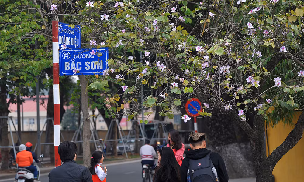 Hoa ban Tây Bắc nhuộm tím góc phố Hà Nội ảnh 2
