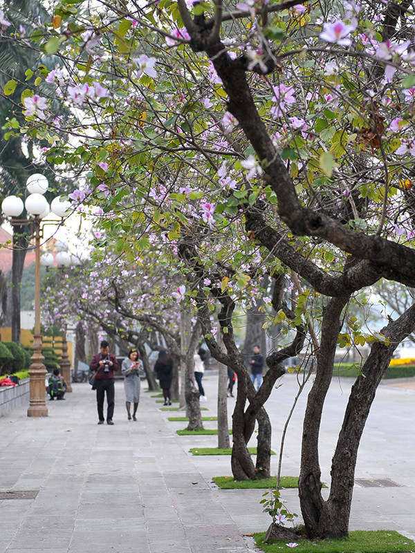 Hoa ban Tây Bắc nhuộm tím góc phố Hà Nội ảnh 3