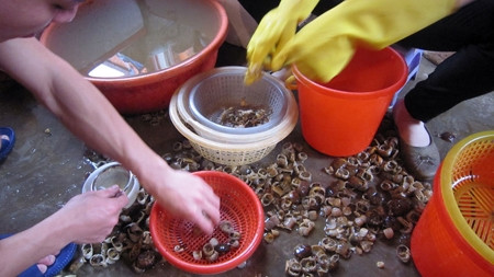  Sau 2 lượt quấy, cua được bóc mai, gỡ yếm và khều gạch