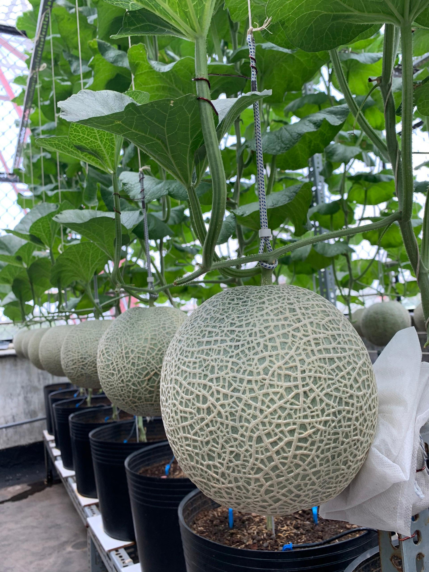 Bằng Nguyễn cho biết, mỗi ngày anh dành khoảng 2 tiếng cho vườn cây hoa trái trên sân thượng.