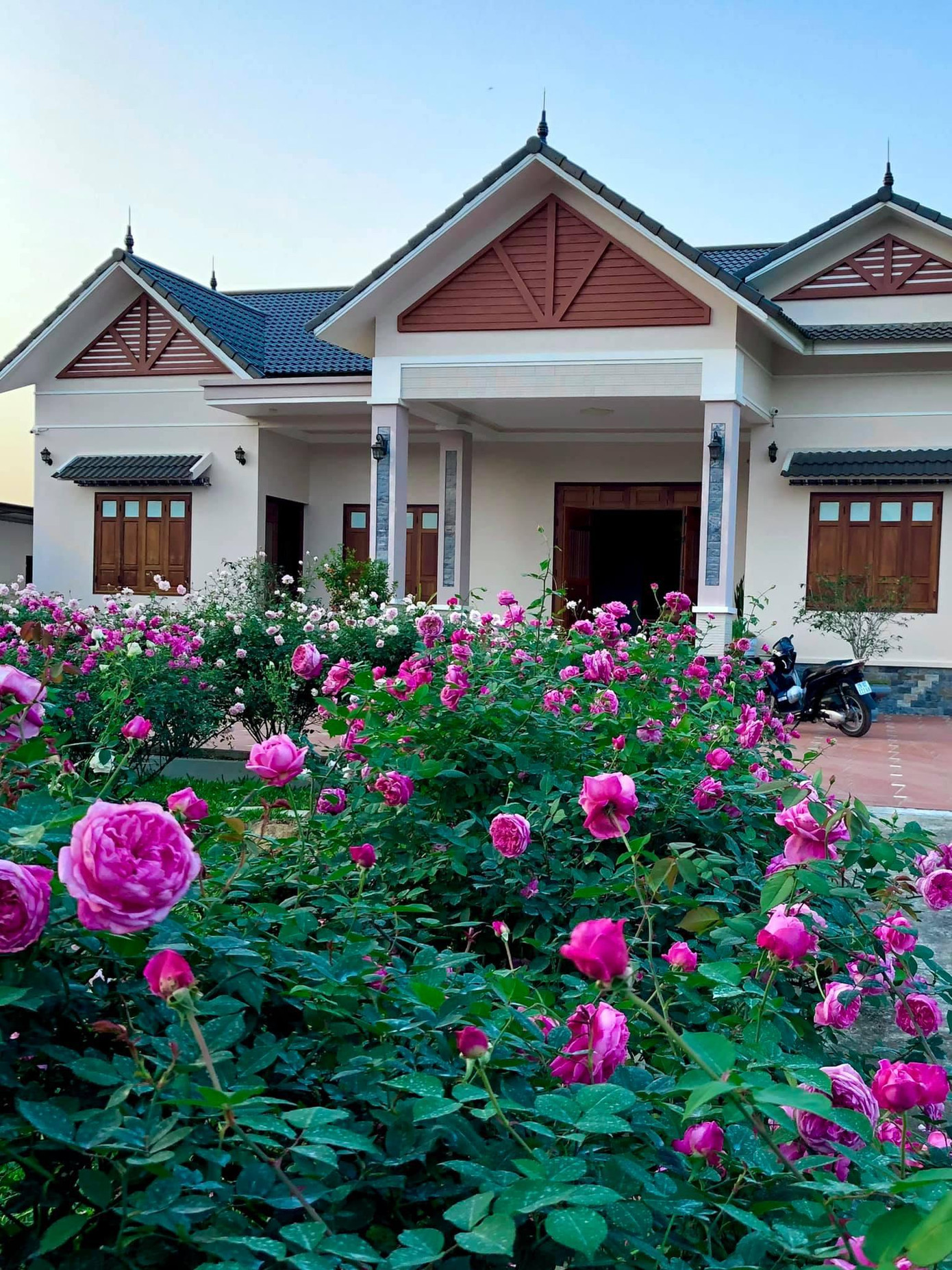 Những khóm hồng cổ Sa Pa, hồng phai, hồng leo… được trồng rải rác khắp nơi khiến nhiều người không khỏi xuýt xoa, trầm trồ.