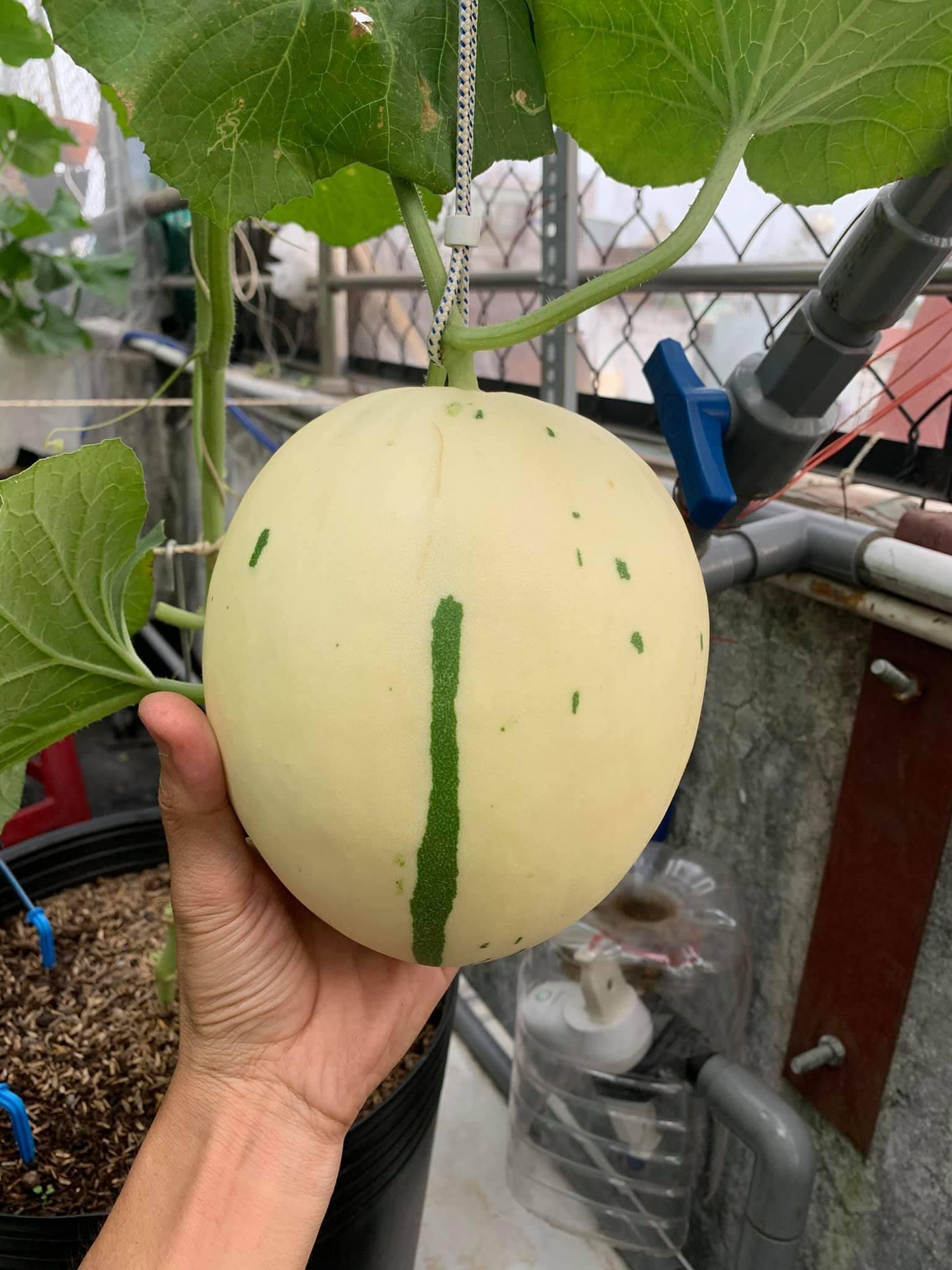 “Hiện tại, vụ này tôi trồng 80 gốc, thu 80 trái, năng suất đạt khoảng 200kg. Đây là vụ dưa thứ 4. Vụ đầu tiên, tôi trồng 30 cây nhưng gần như thất bại do không biết cách phòng bệnh phấn trắng, nấm cổ rễ,... Sau này phải tìm hiểu và học hỏi trong tất cả các hội dưa lưới sân vườn, vào hướng dẫn đọc kĩ, tìm và làm quen các anh chị đi trước đã trồng mới có thế thành công được”- Bằng Nguyễn nói.