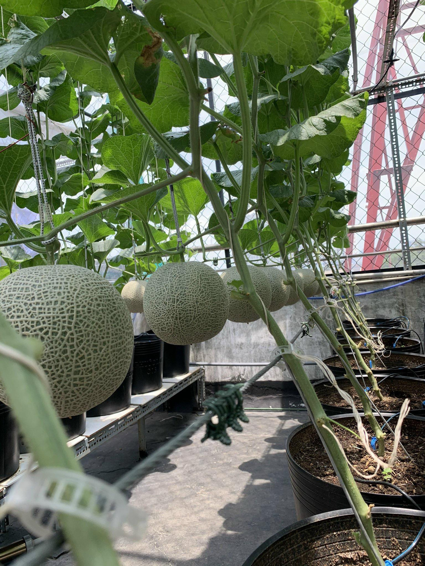 “Do ảnh hưởng của dịch bệnh tới công việc nên tôi có thời gian ở nhà nhiều hơn. Nhưng cũng vì thế mà tôi có thời gian trồng và chăm cây hơn. Đặc biệt là dưa lưới. Như mọi người cũng thấy, phần lớn diện tích của vườn cây trên sân thượng là tôi dành cho dưa lưới. Đó cũng là giống cây khó trồng bậc nhất trong các loại cây sân thượng”- Bằng Nguyễn chia sẻ.