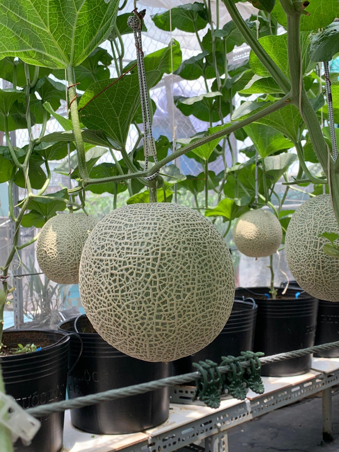 Chỉ sau một ngày, loạt ảnh nhận được hơn 16.000 bình luận và gần 5.000 lượt chia sẻ.