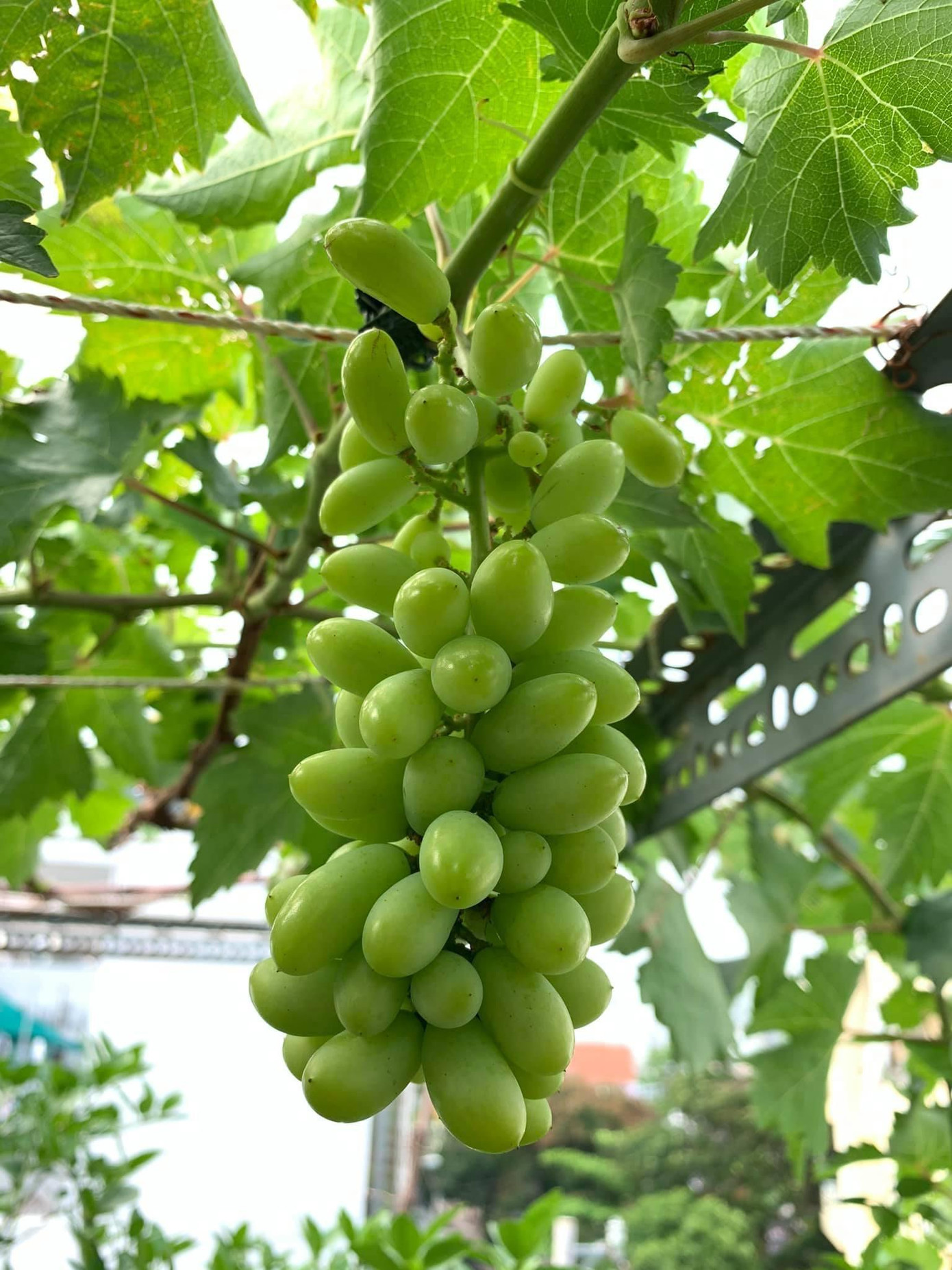 Cùng xem những hình ảnh trong khu vườn 70m2 trên sân thượng nhà cao tầng.