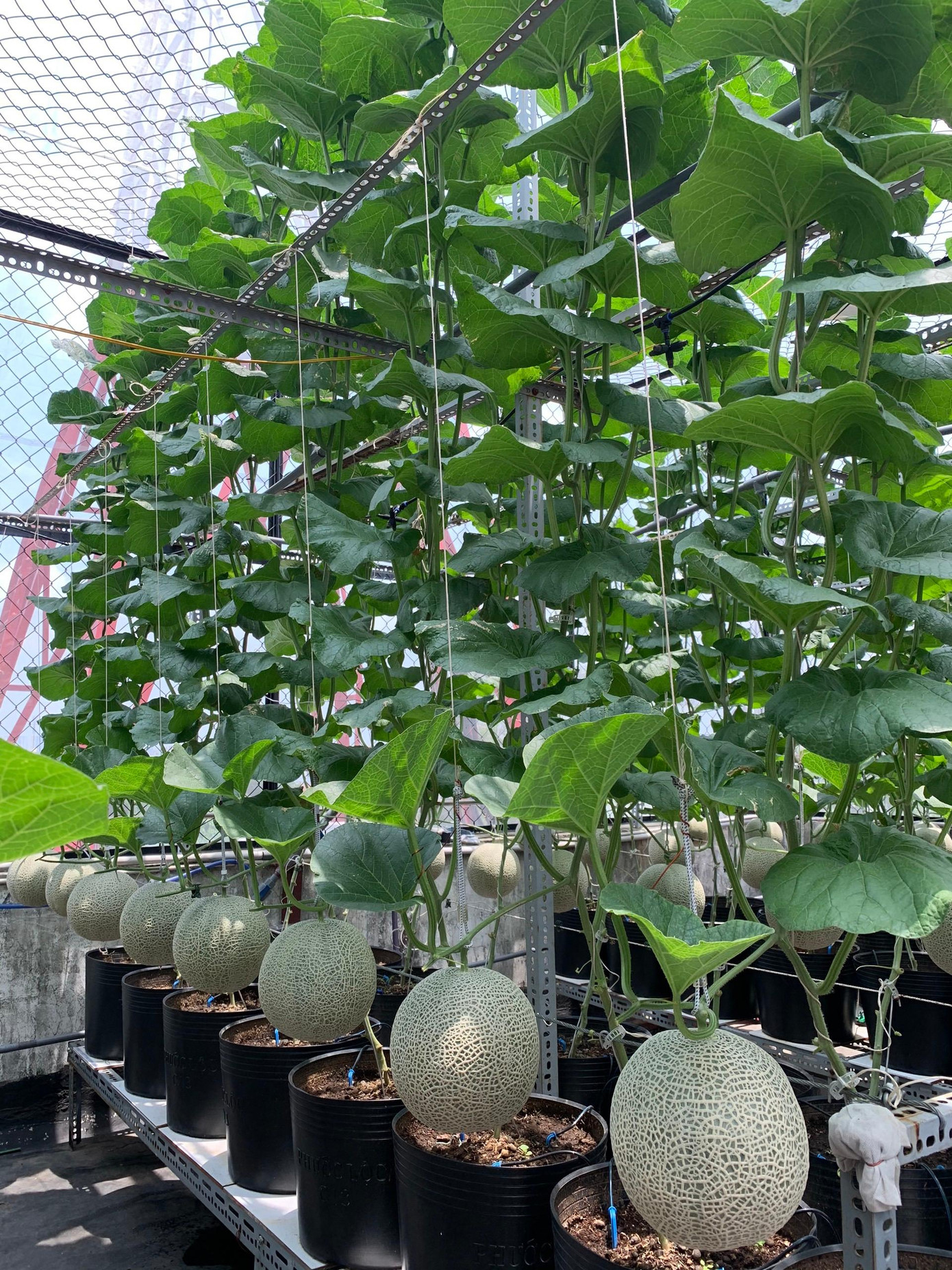 Bằng Nguyễn cũng tiết lộ, nhiều người làm vườn cây nhưng không thành công, có thể nguyên nhân là do trộn giá thể và cách phòng sâu bệnh không đúng cách.