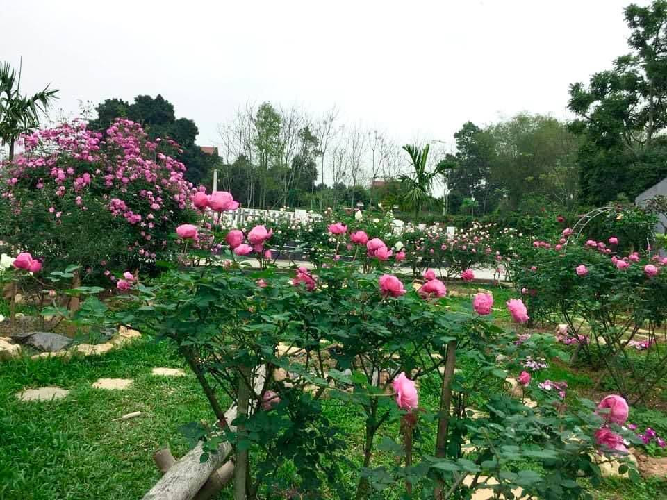 Cùng xem một số hình ảnh về ngôi nhà tràn ngập hoa hồng ở Ba Vì khiến cư dân mạng "phát sốt".