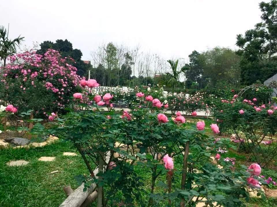 Cùng xem một số hình ảnh về ngôi nhà tràn ngập hoa hồng ở Ba Vì khiến cư dân mạng "phát sốt".
