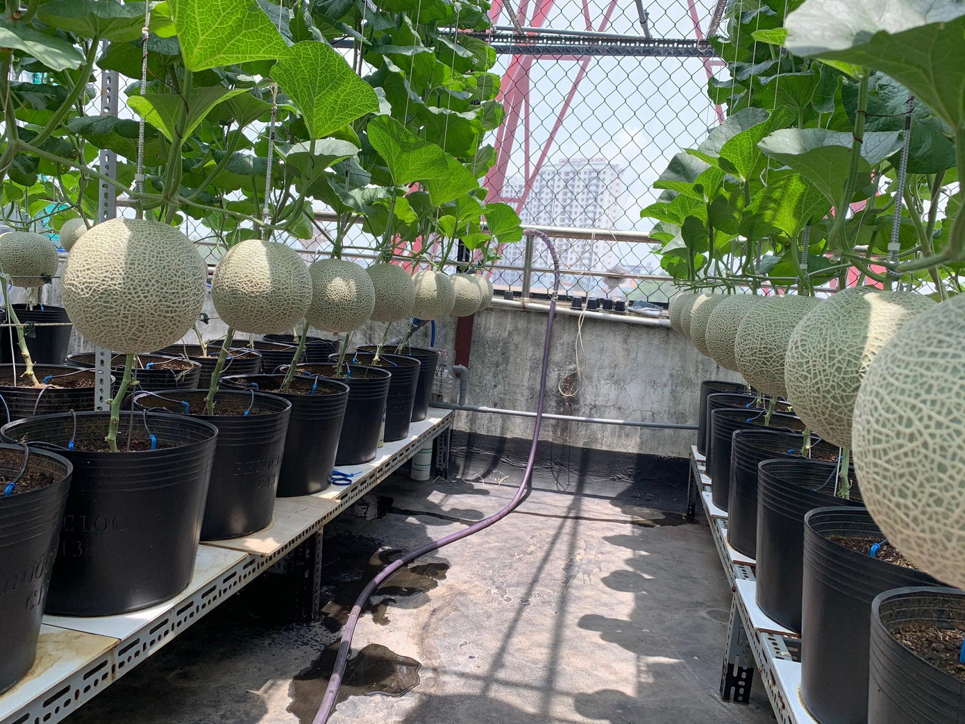 “Vì nhà chỉ có hai vợ chồng và con nhỏ nên mỗi ngày tôi làm một chút, trộn một ít đất. Ban đầu, tôi trồng lan là chủ yếu, khoảng 200 chậu lan. Sau đó, tôi dành khoảng 25m2 trong tổng số 70m2 phía sau trồng dưa lưới. 25m2 ở giữa để trồng lan, táo, ổi, cà chua, rau… 20m2 phía trước làm sàn gỗ ngoài trời, xung quanh trồng hoa hồng, 1 ít dưa lưới, 2 cây nho”- Bằng Nguyễn nói.