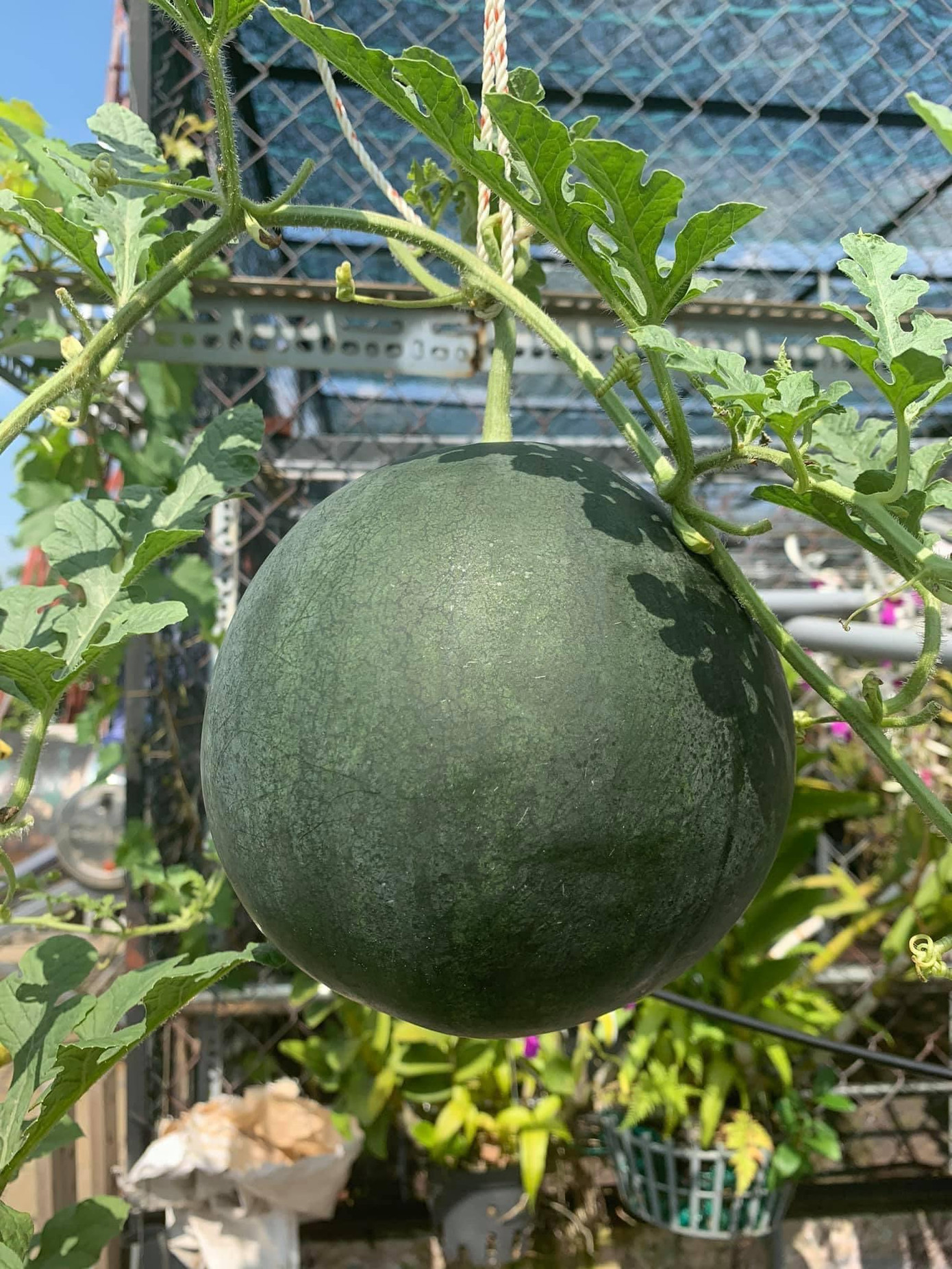 Theo Bằng Nguyễn, anh đầu tư khá nhiều tiền vào vườn cây. Nguyên vụ dưa lưới này, anh chi phí khoảng 5-7 triệu tiền hạt giống và phân bón.