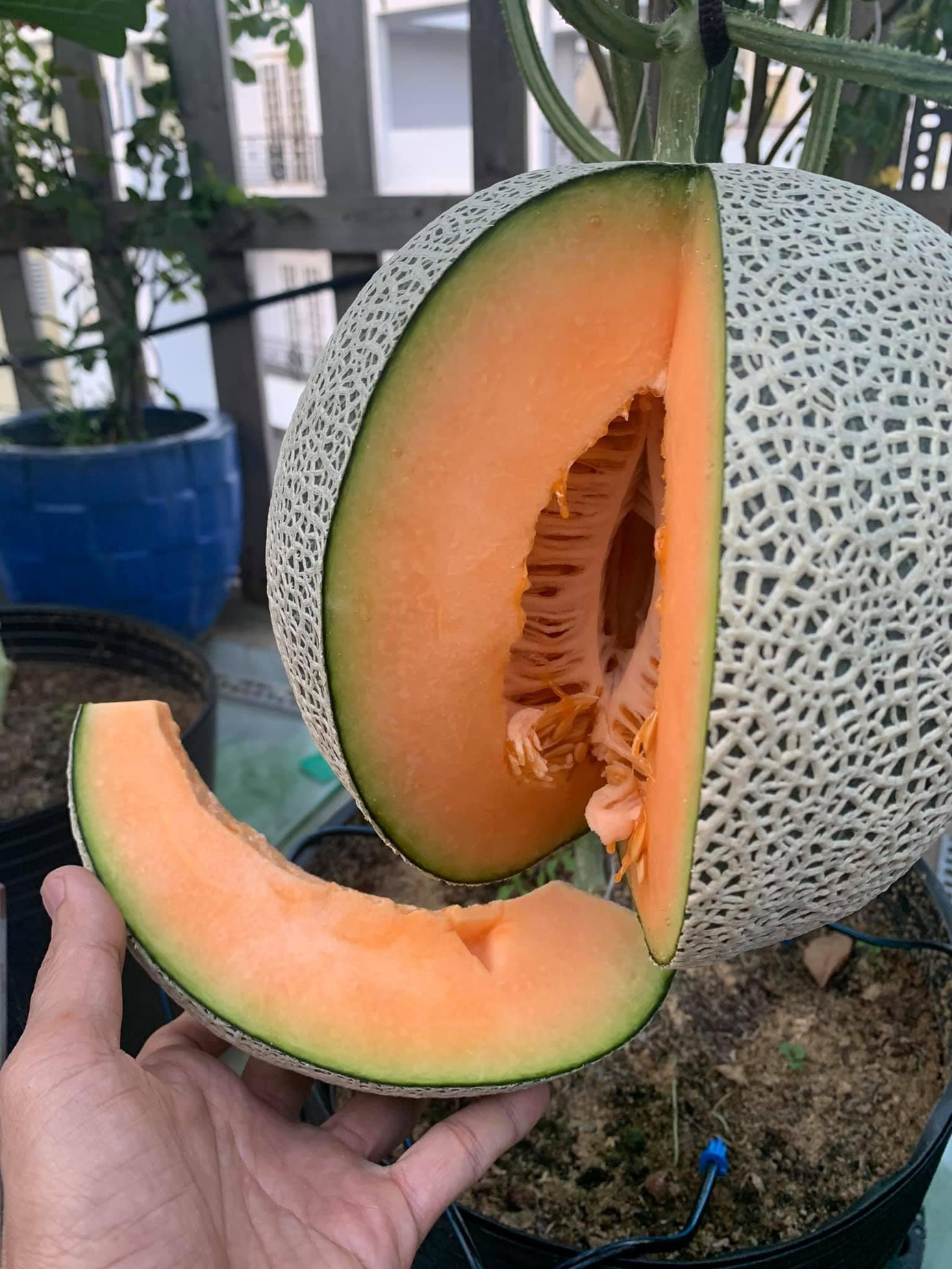 Đất trồng phải là đất sạch, trộn thêm trấu, và phân chuồng ủ mục. Mỗi loại cây mình trộn tỉ lệ khác nhau, nhưng phải đảm bảo độ tơi xốp, tưới nước là thoát chứ không ứ lại trên mặt. Trồng rau thì trộn đất 1 lần, bón thúc 1 lần là đủ, nhưng trồng dưa lưới thì lúc cây đậu trái phải bón thúc nhiều lần bằng đạm cá ủ và phân dơi. Phòng sâu, bọ trĩ, nhện đỏ dùng dầu neem. Phòng nấm bệnh cho cây thì dùng vi sinh hữu cơ tự ủ”- Bằng Nguyễn bật mí.