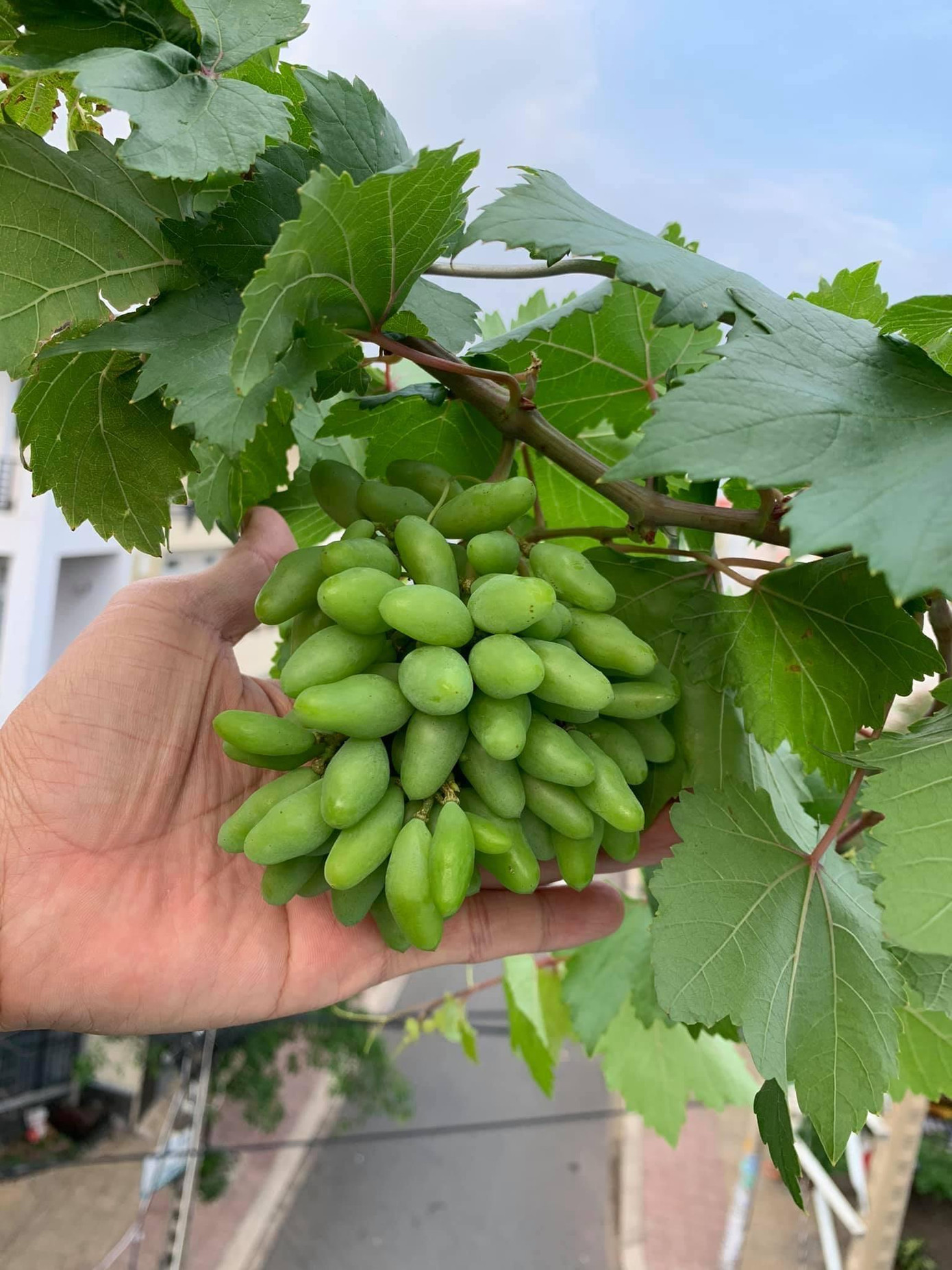 Hình ảnh những chùm nho trĩu quả khiến nhiều người thích thú.