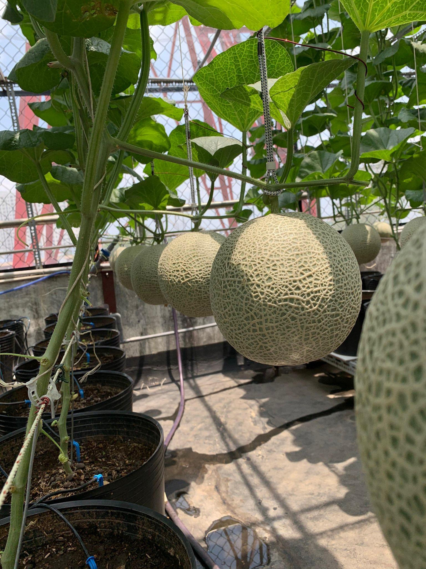 Chủ vườn cây là Bằng Nguyễn, anh vốn là cử nhân kế toán của trường Đại học Kinh tế TP.HCM. Bằng Nguyễn cho hay, anh trồng cây trên sân thượng khoảng 4 năm nay, kể từ khi mua căn nhà ở quận Tân Phú- TP.HCM.