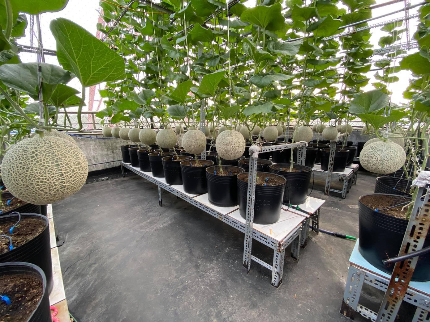 Những hình ảnh vườn trái cây trên sân thượng một toà nhà ở TP.HCM đã gây “bão” mạng xã hội khi thu hút hơn 100.000 lượt tương tác.