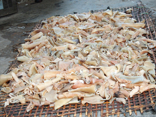 Bì lợn được phơi trên nền sân. Bì lợn được phơi trên nền sân