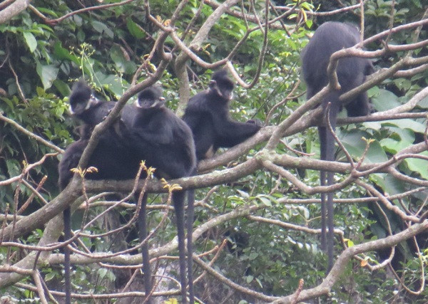 Chuyện ly kỳ bây giờ mới kể về những 'người rừng' chăm voọc như…con ảnh 2