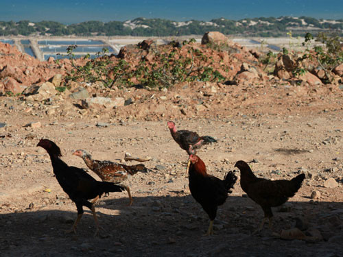 Nuôi gà cho có bạn và để cải thiện bữa ăn