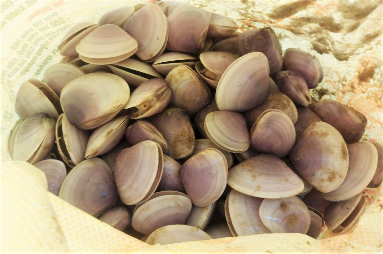 "Biến động khiến sò tím trôi dạt vào bờ thành từng đống lớn nên rủ nhau mang dụng cụ ra bắt. Hơn 30 phút, tôi đã nhặt được 5kg sò, mang về chế biến món ăn”, ông Bình (56 tuổi, trú xã Cẩm Nhượng) cho hay,