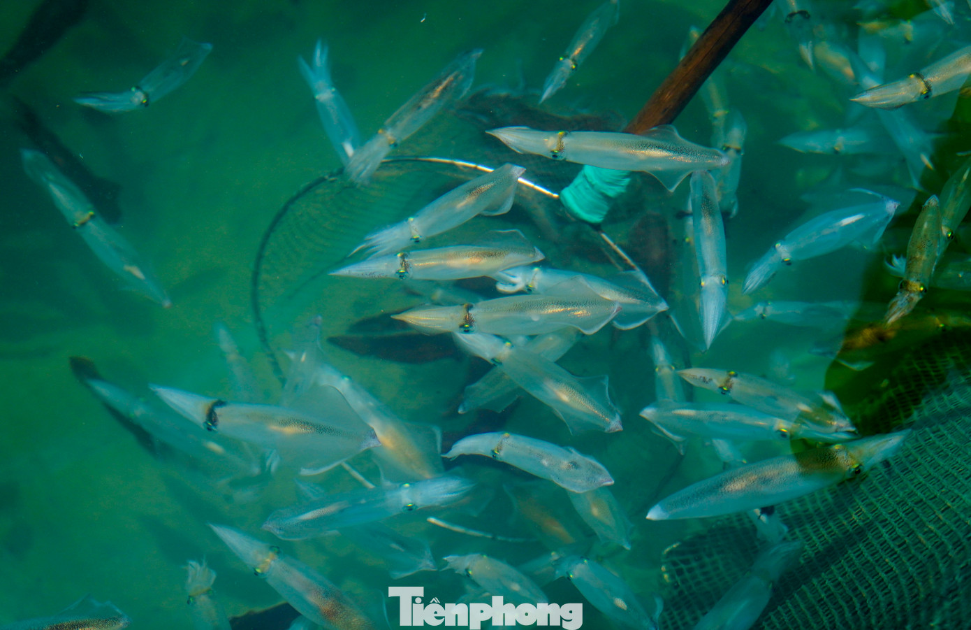 Người dân địa phương cho biết mùa mực nháy bắt đầu từ tháng 3 đến giữa tháng 8 âm lịch hàng năm và ít dần.