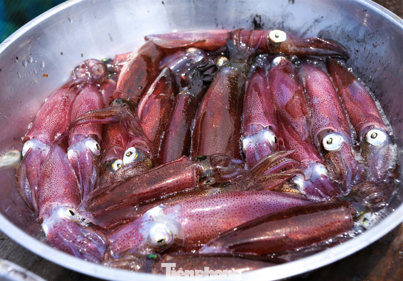 Những con mực tươi được vớt lên bờ để cân và đưa vào chế biến cho khách.