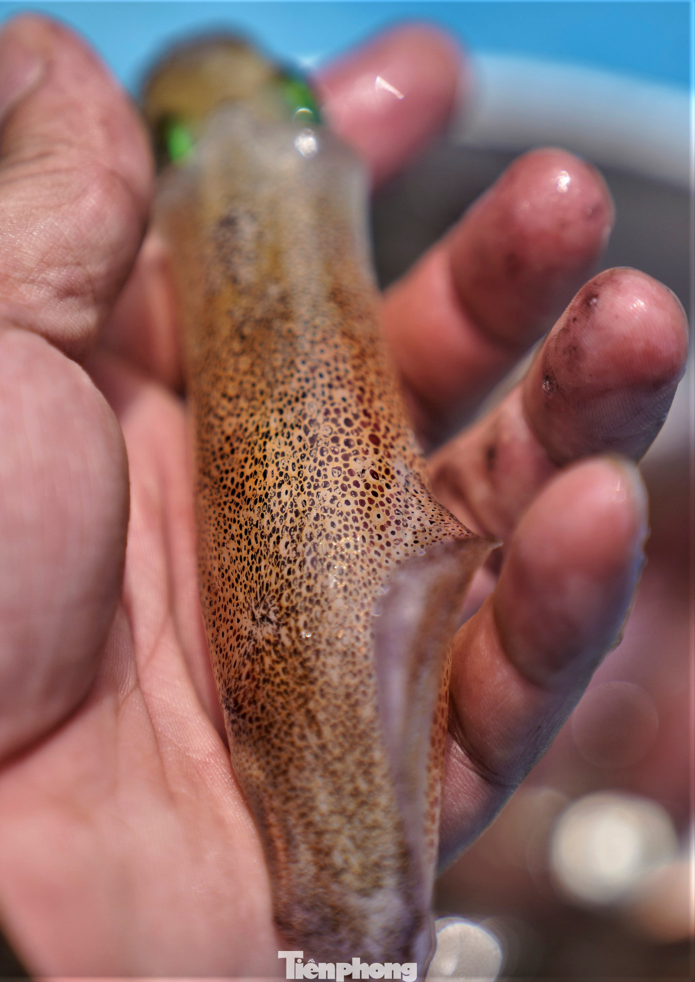 Mặc dù giá mực Vũng Áng hiện nay khá cao, dao động từ 650.000 - 800.000 đồng/kg. Ngày lễ có lúc giá lên hơn 1,2 triệu đồng/kg nhưng món ăn đặc sản này lại thu hút khách, có lúc không đủ mực để bán.