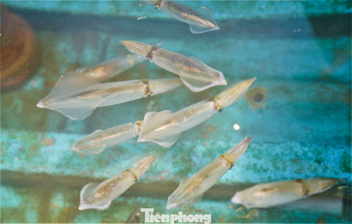 Những con mực tươi sống được người dân lành nghề đi câu trong đêm, thả nuôi vào khoang thuyền có trữ sẵn nước biển rồi đem về bán cho các chủ nhà hàng nổi kinh doanh hải sản ở bên bờ biển thuộc địa bàn thôn Hải Phong, xã Kỳ Lợi.