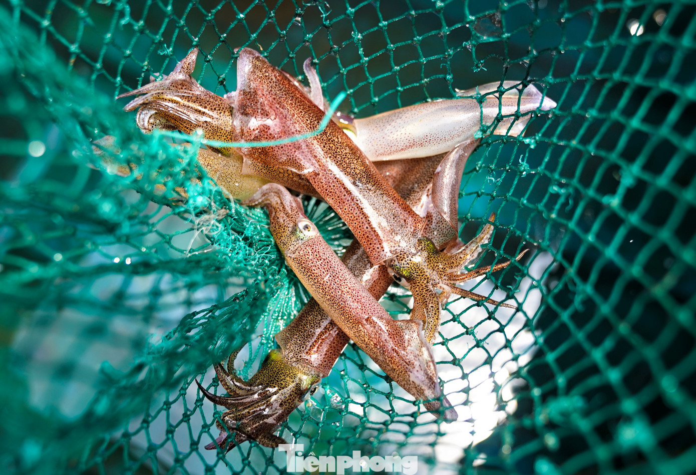 Theo người dân, mực nháy là những con mực khi vớt lên để chế biến vẫn còn sống, giãy đành đạch, mắt và các sao phát sáng trên thân mực nhấp nháy liên tục. Mực nháy ở Vũng Áng ngon là bởi vì nó sống ở môi trường nước biển sâu và mặn.