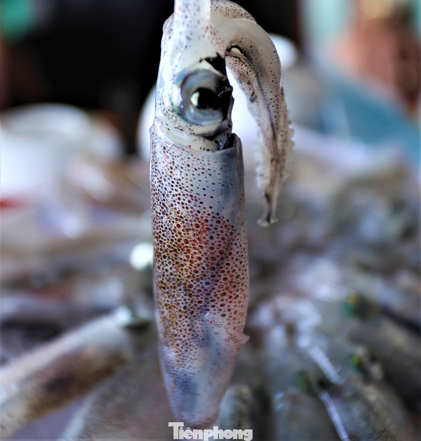 Từng con mực tươi ngon, trên thân có các sao phát sáng.