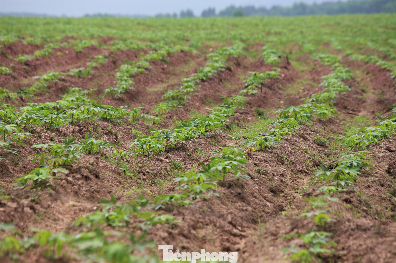 Một số phần diện tích khác được trồng sắn mỳ song nhiều diện tích kém phát triển.