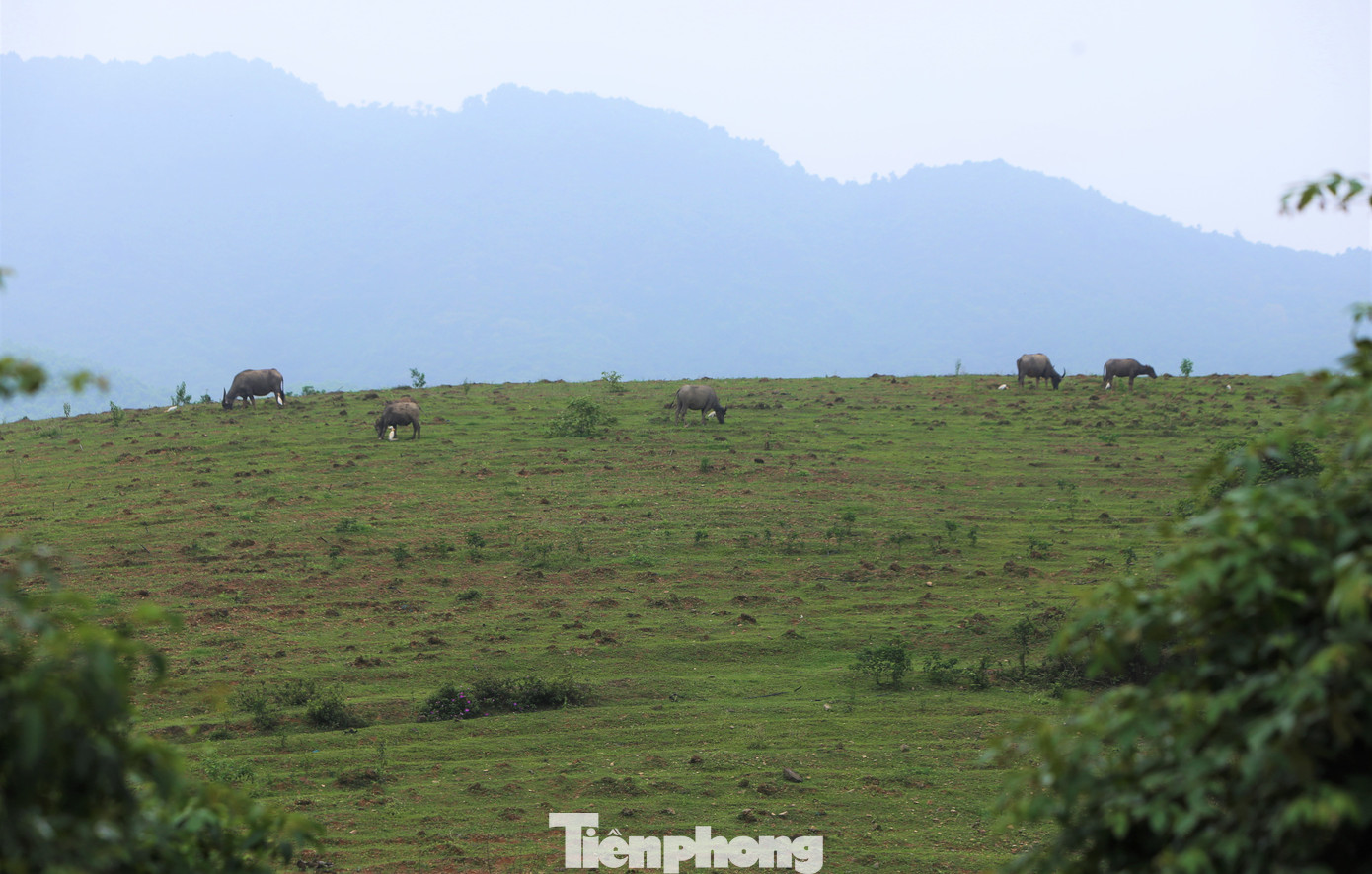 Trao đổi với PV Tiền Phong, ông Lê Ngọc Hà - Phó Chủ tịch UBND huyện Cẩm Xuyên - thông tin hiện có một doanh nghiệp ở Ninh Bình đã khảo sát, phối hợp trồng nguyên liệu dứa với Công ty Chăn nuôi Bình Hà. Trong hình là phần diện tích đất được giao cho công ty, trở thành bãi đất trống, nơi chăn nuôi trâu bò của người dân địa phương.