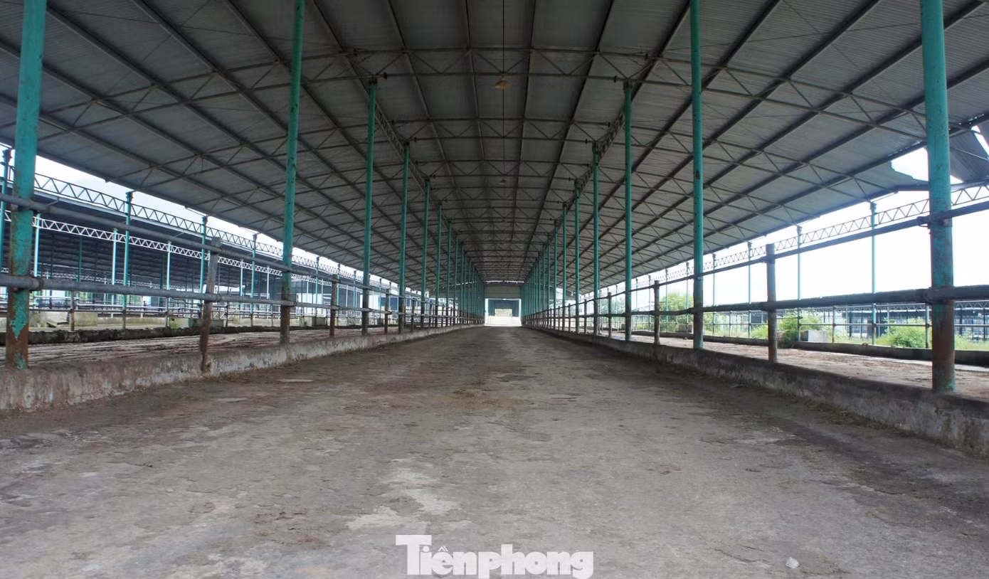 Chuồng trại trống không, không một con bò được nuôi nhốt, xuống cấp theo thời gian.